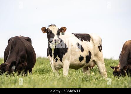 La mucca di Holstein si trova in campo al pascolo nel caldo pomeriggio primaverile Foto Stock