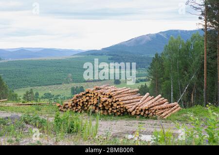 Tronchi di alberi tagliati e impilati in primo piano, foresta verde. Mucchio di albero in foresta. Foto Stock