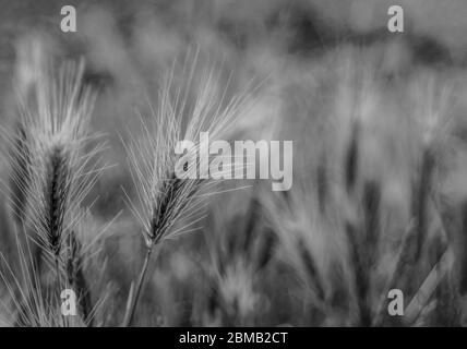 Spighe di Barley (Hordeum vulgare) - Chiudi - su. Messa a fuoco selettiva. Immagine in bianco e nero Foto Stock