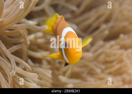 Anemonefish di Blackfoot; nigripes di Amphiprion; in Anemone; Maldive Foto Stock