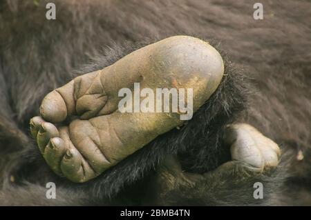 Primo piano della pianta di un piede di un gorilla di montagna giovanile (Gorilla beringei beringei) fotografato al Parco Nazionale dei Vulcani (Parc National des V Foto Stock