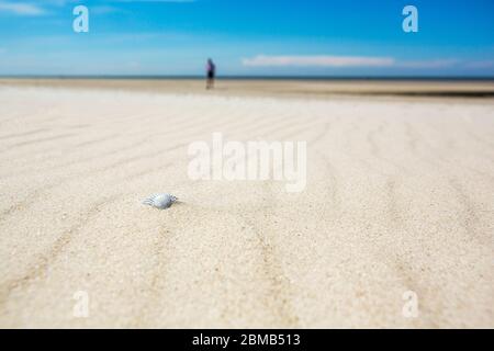 Bianco conchiglia su una spiaggia di sabbia in una vista a basso angolo con una persona lontano sfocata a piedi al bordo dell'oceano concettuale di una vacanza estiva Foto Stock