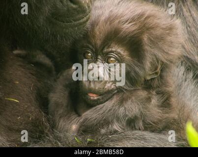 Ruanda, Parco Nazionale dei Vulcani (Parc National des Volcans) gorilla di montagna (Gorilla beringei beringei) famiglia con bambino Foto Stock