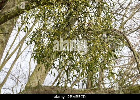 Mistletoe, album di Viscum, che cresce su un albero di biancospino Foto Stock