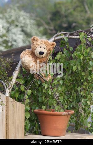 Orso di Teddy in un albero a sostegno dell'epidemia del 19 del covid di NHS Foto Stock