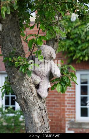 Orso di Teddy in un albero a sostegno dell'epidemia del 19 del covid di NHS Foto Stock