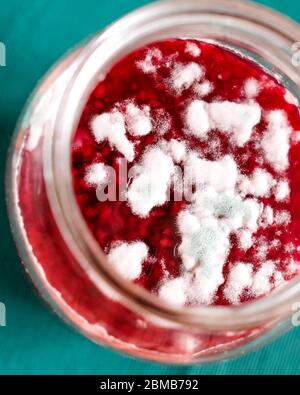 Stampo per inceppamento. I funghi crescono su marmellata dolce rossa. Foto Stock