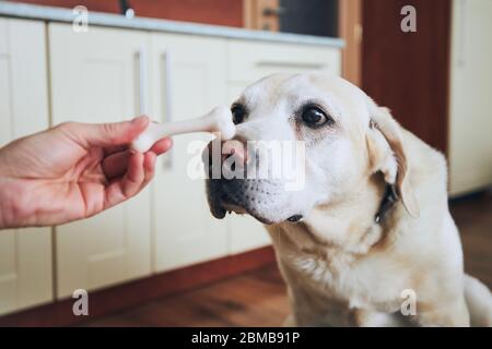 Il cane si concentra sull'osso. Il proprietario di animali domestici che alimenta il suo labrador Retriever in cucina domestica. Foto Stock