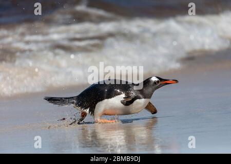 Pinguino Gentoo; Pigoscelis papua; ritorno alla Spiaggia; Falkland; Foto Stock