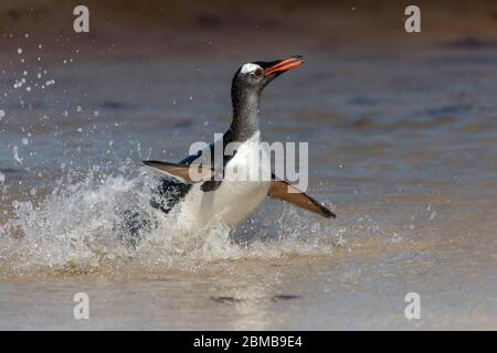 Pinguino Gentoo; Pigoscelis papua; ritorno alla Spiaggia; Falkland; Foto Stock