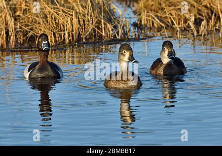 Tre anatre con collo ad anello che nuotano nelle acque calme di un laghetto vicino a Hinton Alberta Canada. Foto Stock