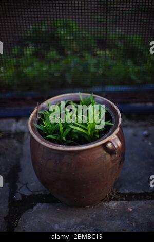 Vaso di creta grande con fiori di giovani pianta crescenti Foto Stock