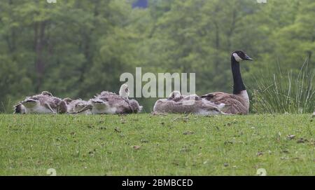 Una famiglia di oche canadesi che riposano sul lato di un lago Foto Stock