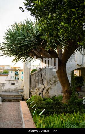 Un'enorme pianta di Dracena (dracaena draco) che si trova nel giardino di Minerva a Salerno Foto Stock