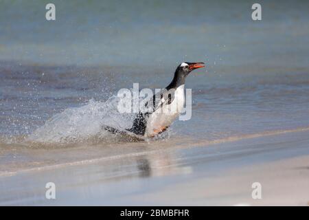 Pinguino Gentoo; Pigoscelis papua; Surf; Falkland; Foto Stock