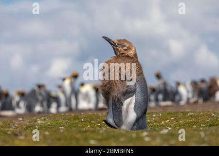 Re Pinguino; Appenodytes patagonicus; Chick con Colonia oltre; Volontario Point; Falklands Foto Stock