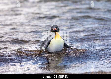 Re Pinguino; Appenodytes patagonicus; nel mare; Volontario Point; Falklands Foto Stock