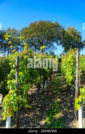 Vitigni (Vitis vinifera) della varietà Riesling sulla collina di Lohrberg, un parco e vigneto del terroir Rheingau a Francoforte sul meno, Germania. Foto Stock