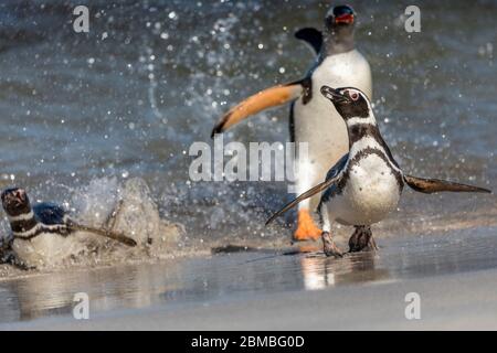 Pinguino Magellanico; Speniscus magellanicus; Gentoo Beyond; Falklands