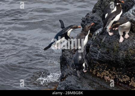 Pinguino delle Montagne Rocciose meridionali; crisocome di Eudyptes; ritorno dal mare; Falklands Foto Stock