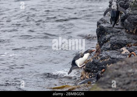 Pinguino di Rockhopper meridionale; Eudyptes crisocome; ritorno dal mare; Falklands Foto Stock