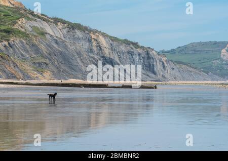 Charmouth Dorset, Regno Unito. 8 maggio 2020. UK Weather: Un pomeriggio caldo e soleggiato in riva al mare a Charmouth, West Dorset. Nonostante il bel tempo le spiagge rimangono tranquille sul 75 ° aniverario del giorno VE come la gente continua a seguire i consigli per rimanere a casa durante il blocco pandemico coronavirus. Credit: Celia McMahon/Alamy Live News Foto Stock