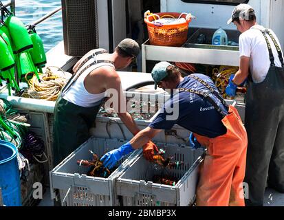 Vinalhaven, Maine, USA - 4 agosto 2017: Pescatori di aragoste che separano aragoste fresche catturate in bidoni separati da vendere al mercato. Foto Stock