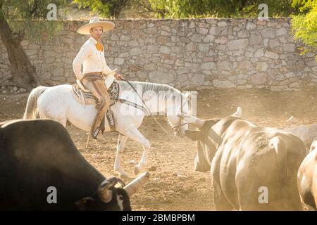 Un charro o cowboy mandrie tori sulla la Cantera Hacienda vicino Lagos de Moreno, Jalisco, Messico. Foto Stock