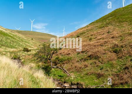 Lone albero a fianco di un torrente a valle con turbine eoliche sulle colline sopra Foto Stock