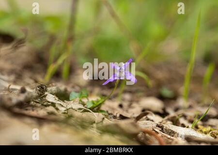 Primo piano di un comune cane-violetto - Viola riviniana fiore selvatico fioritura in un bosco inglese, Inghilterra, Regno Unito Foto Stock