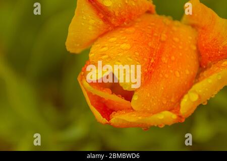 Tulipano rosa e giallo aperto, coperto con gocce di pioggia primo piano su sfondo verde Foto Stock