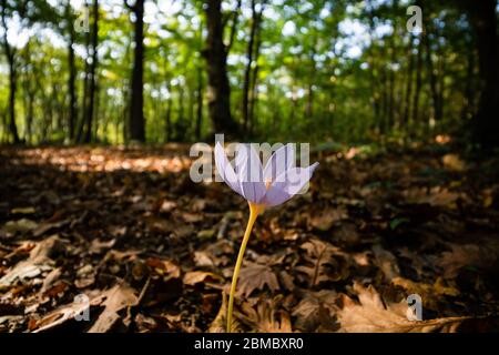 Crocus in primo piano Foto Stock