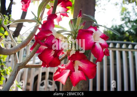 Adenium obesum, Desert Rose, Impala Giglio, Mock Azalea, che cresce in India clima temperato. Bel mazzo di fiori di Adenium bonsai in fiore tra S Foto Stock