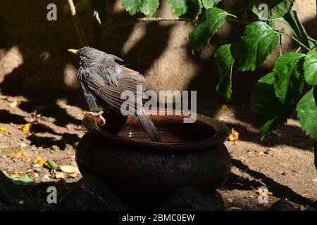 Uccello babbler della giungla (Turdoides striata) godendo di fare il bagno in pentola di argilla, bevuto in acqua in una giornata soleggiata in mezzo all'ombreggiato giardino del cortile nella casa indiana. BA Foto Stock