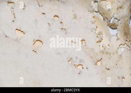 Carta inghiottita con pesce argenteo. Tracce di pesce argenteo che si rovinava su buste di vinile. Lepisma Foto Stock