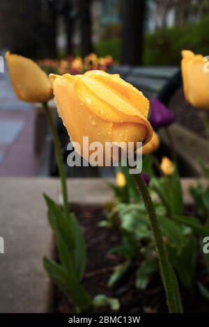 Aiuole primaverili di tulipani Foto Stock