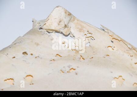 Carta inghiottita con pesce argenteo. Tracce di pesce argenteo che si rovinava su buste di vinile. Lepisma Foto Stock