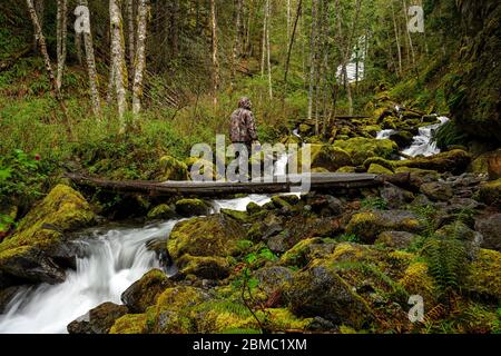 Un fotografo maschile della natura in abiti camuffati sta tenendo la sua macchina fotografica e sta in piedi su un vecchio ponte di tronchi sopra il torrente proveniente dal Bosumarne Fal Foto Stock