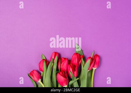 Bellissimi tulipani rossi su sfondo viola. Giornata delle buone madri. Spazio per il testo. Biglietto di auguri. Ciao concetto di primavera. Biglietto di auguri. Concetto di vacanza Foto Stock