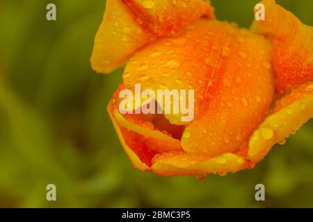 Tulipano rosa e giallo aperto, coperto con gocce di pioggia primo piano su sfondo verde Foto Stock