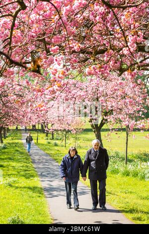 METEO - sbalorditive esposizioni per la fioritura dei ciliegi in primavera sole luminoso fuori sulla strada in Harrogate - Data della foto Domenica 8 Maggio, 2016 (Harrogate, Nord Foto Stock