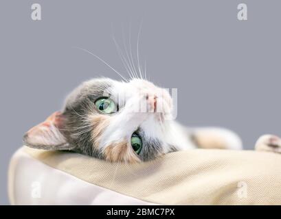Un gatto calico domestico diluito a stiva con occhi verdi che si rilassano capovolti in un letto di gatto Foto Stock