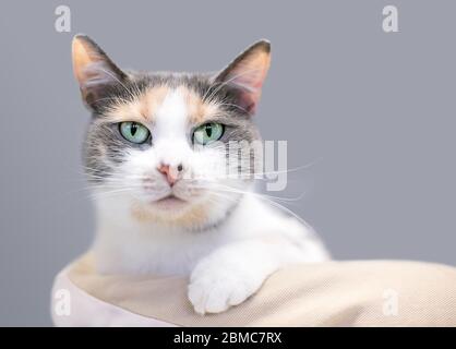 Un gatto calico domestico diluito a stiva con occhi verdi che si rilassano in un letto di gatto Foto Stock