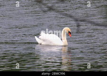 Ein Höckerschwan gründelt auf einem Teich im Bereich im Bereich im Bereich. Foto Stock