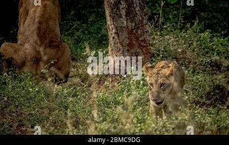 Lion Cub che gioca dietro leone madre su isolato su sfondo foresta. Foto Stock