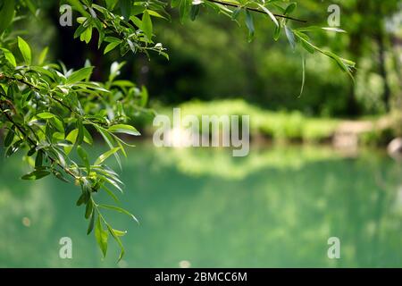 Natura in primavera nella sua perfezione, alberi, verdi, acqua. Fiume passante vicino Merano, Tirolo del Sud, Italia. Foto Stock