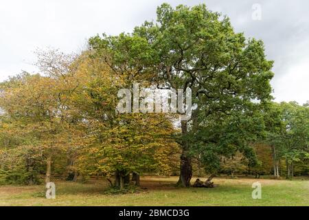 Alberi che crescono sul bordo della foresta di Epping, Essex, Inghilterra, Regno Unito Regno Unito Foto Stock