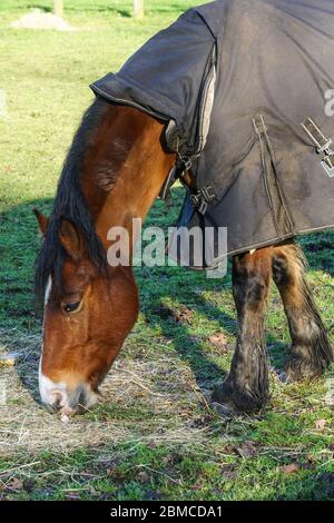 Cavallo di baia che pascola su pascolo Foto Stock
