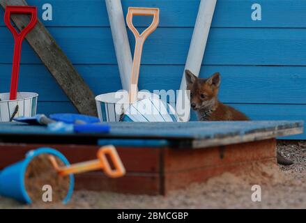 Loughborough, Leicestershire, Regno Unito. 8 maggio 2020. Un cucciolo di volpe esplora un'assegnazione a tema mare al crepuscolo. Credit Darren Staples/Alamy Live News. Foto Stock