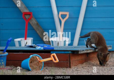 Loughborough, Leicestershire, Regno Unito. 8 maggio 2020. Un cucciolo di volpe esplora un'assegnazione a tema mare al crepuscolo. Credit Darren Staples/Alamy Live News. Foto Stock